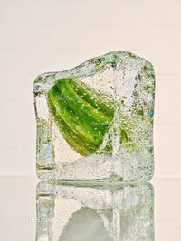 Fresh cucumber slice frozen inside ice cube