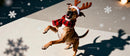 Playful dog dressed as reindeer with festive scarf