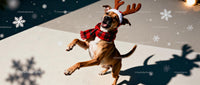 Playful dog dressed as reindeer with festive scarf