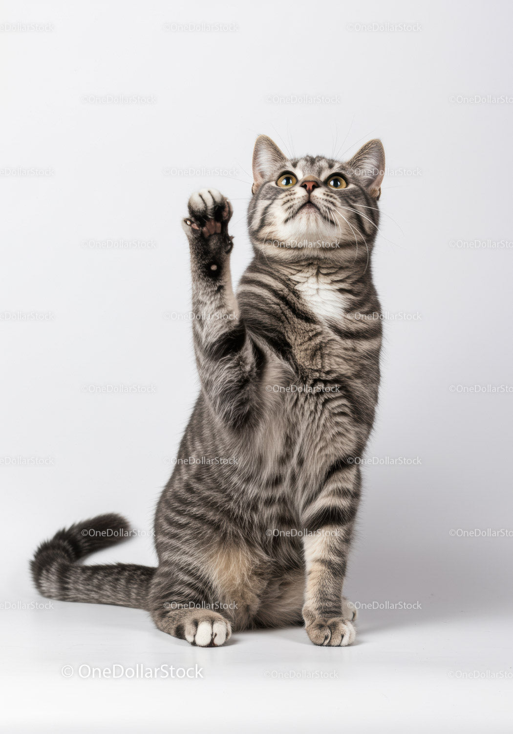 Playful tabby cat raising paw against white background