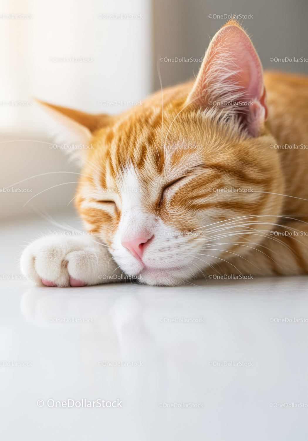 Close up of a sleeping ginger cat with white paws