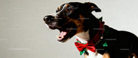 Happy dog wearing festive Christmas bow tie collar