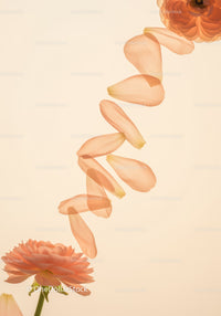 Soft orange petals falling from blooming flower