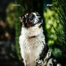 Pets Cold XMP presets color grading preview