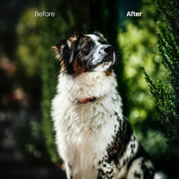 Pets Cold XMP presets color grading preview