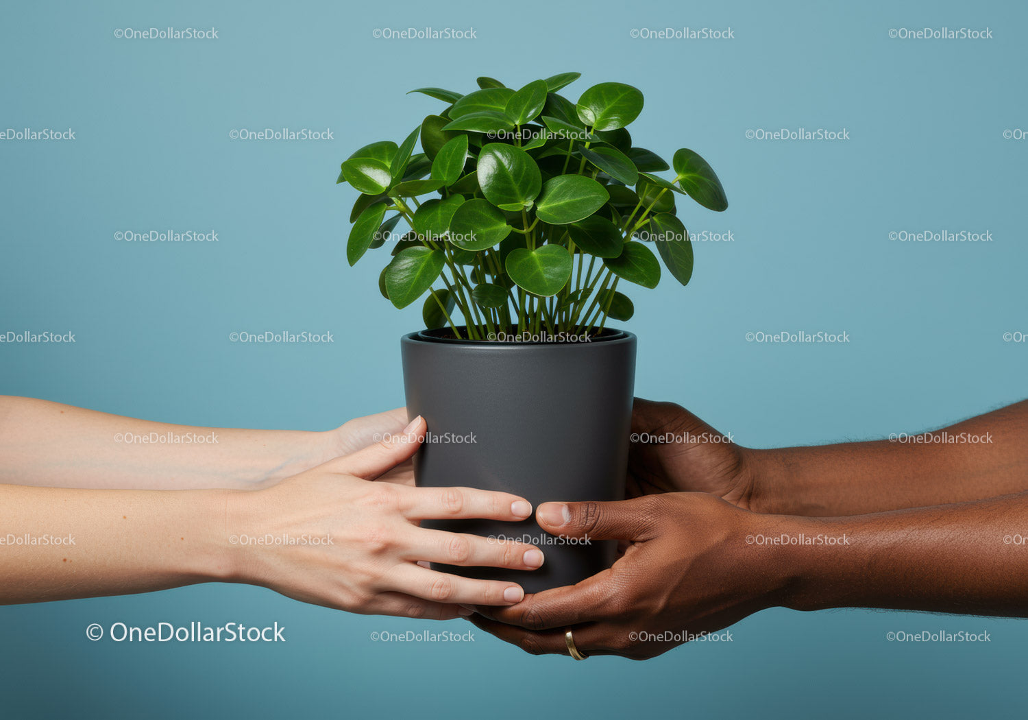 Two pairs of hands exchanging green potted plant indoors
