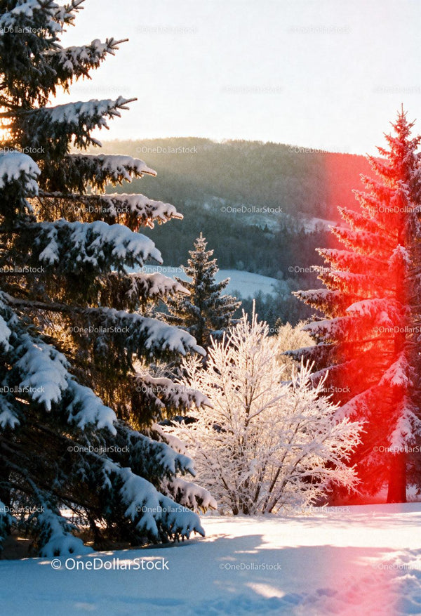 Snow-covered fir trees shining in winter sunset