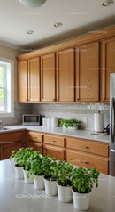 Warm Wooden Kitchen with Green Houseplants and Bright Natural Light