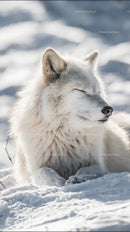 Serene Arctic Fox Relaxing in Snowy Landscape