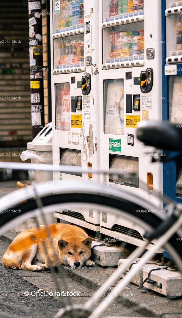 Spokojny Shiba Inu odpoczywa obok automatów na ulicy miejskiej