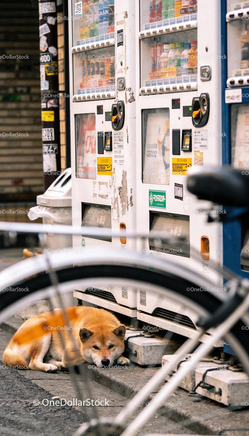 Shiba Inu resting beside vending machines in urban street