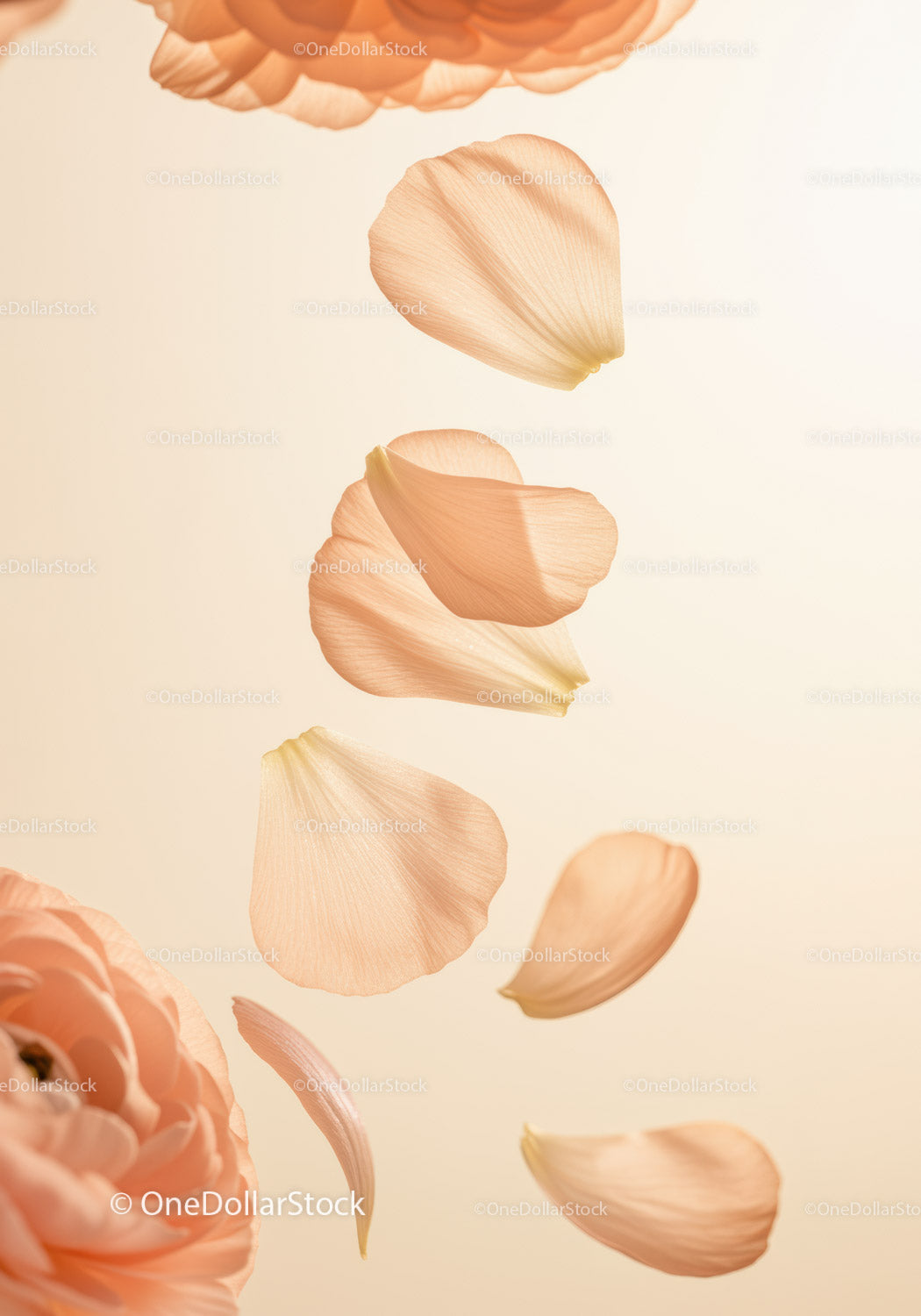 Soft peach rose petals gently falling on light background