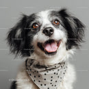 Cute Black and White Puppy with Fluffy Fur and Expressive Eyes