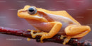 Bright Yellow Frog Macro Portrait on Dark Branch with Vivid Colors