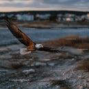 Majestic Bald Eagle in Flight Over Rocky Coast at Sunset
