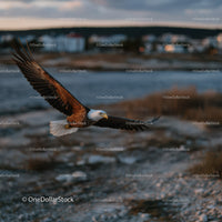 Majestic Bald Eagle in Flight Over Rocky Coast at Sunset