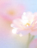 Soft pastel flower close-up with gentle light