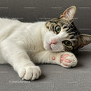 Relaxed tabby cat lying down with pink paw pads