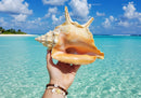 Colorful Conch Shell in Tropical Beach with Clear Blue Water