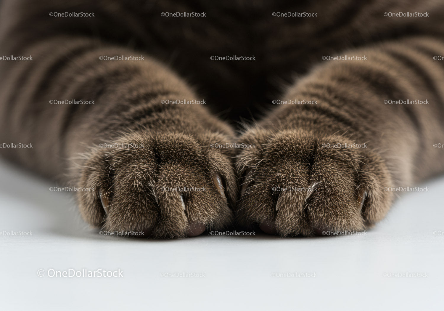 Close up of relaxed tabby cat paws on white surface