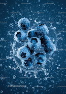 Fresh blueberries splashing in clear water droplets