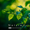 Nature Lightroom presets cover with sunlit green leaves