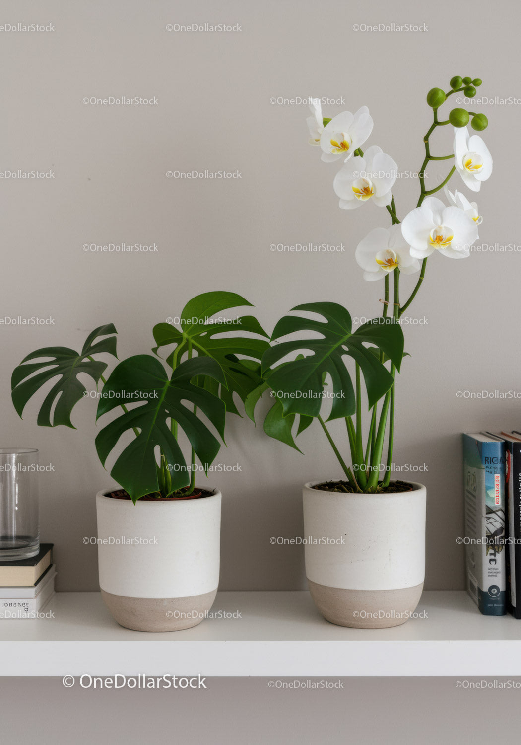 Świeże białe orchidee i rośliny doniczkowe Monstera w nowoczesnym wystroju domu