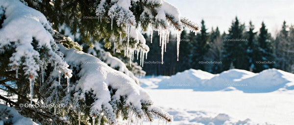 Snow-covered pine branches with glistening icicles in sunlight