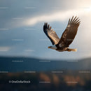 Majestic Bald Eagle in Flight over Mountain Landscape