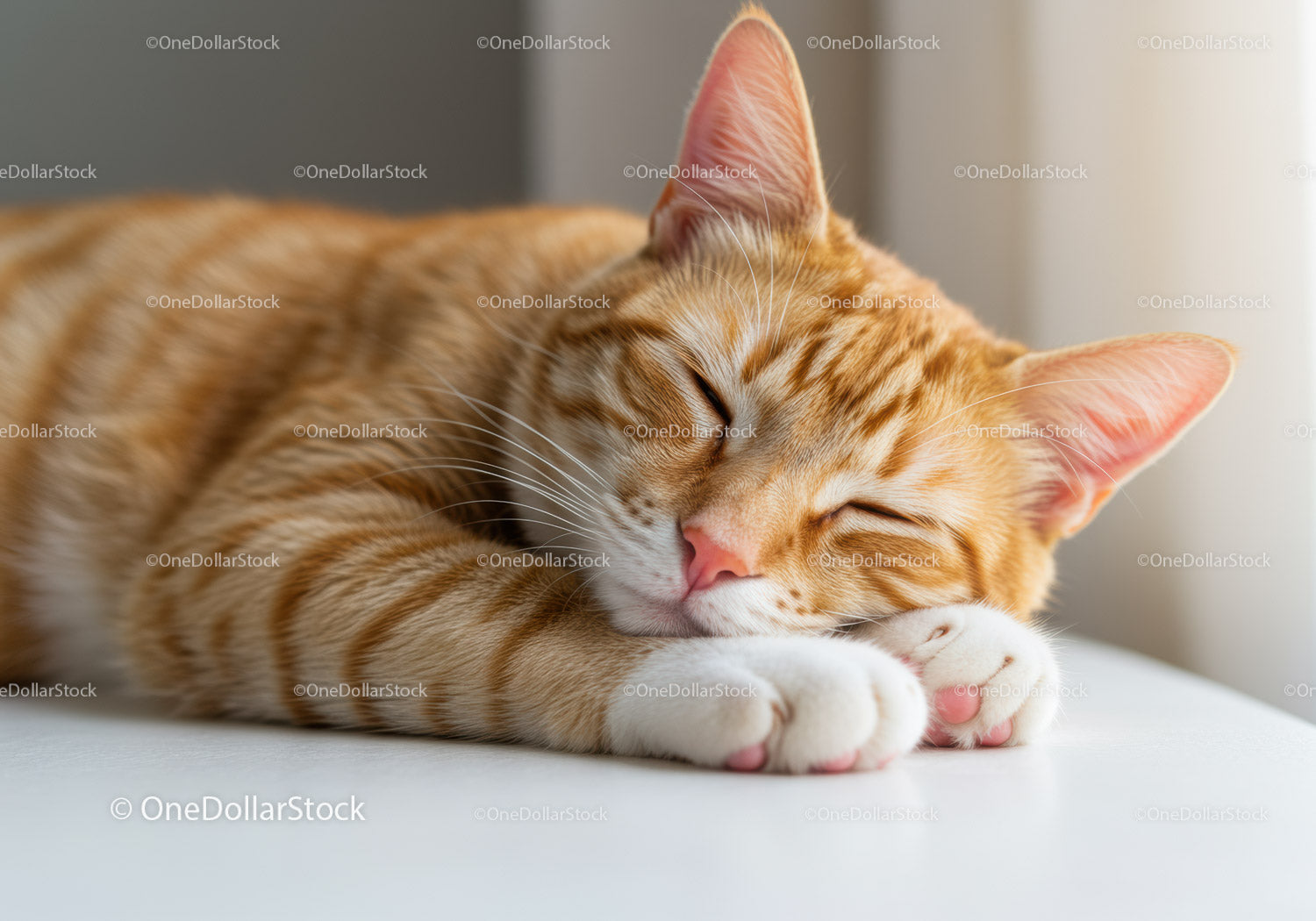 Sleeping ginger cat resting peacefully on white surface