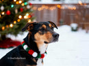 Dog Wearing Festive Garland in Winter Garden