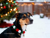 Dog Wearing Festive Garland in Winter Garden