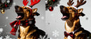 Festive dog in reindeer antlers with holiday accessories