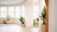 Bright Interior with Large Window and Lush Green Indoor Plants