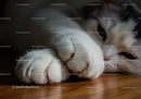 Close up of relaxed cat paws on wooden floor
