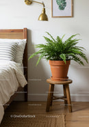Lush Fern in Clay Pot on Rustic Wooden Stool in Modern Bedroom