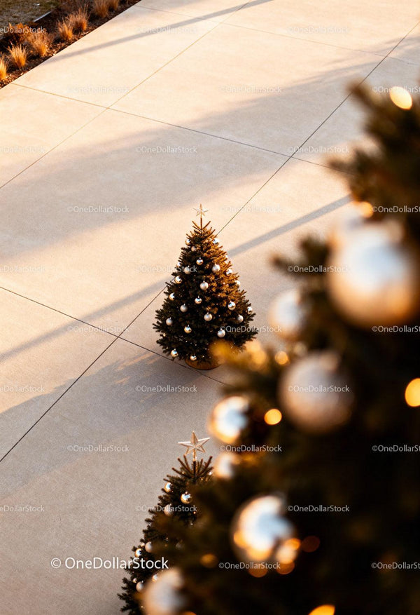 Decorated Christmas Trees Casting Long Shadows at Sunset
