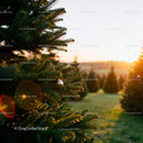 Evergreen trees glowing in warm sunset light