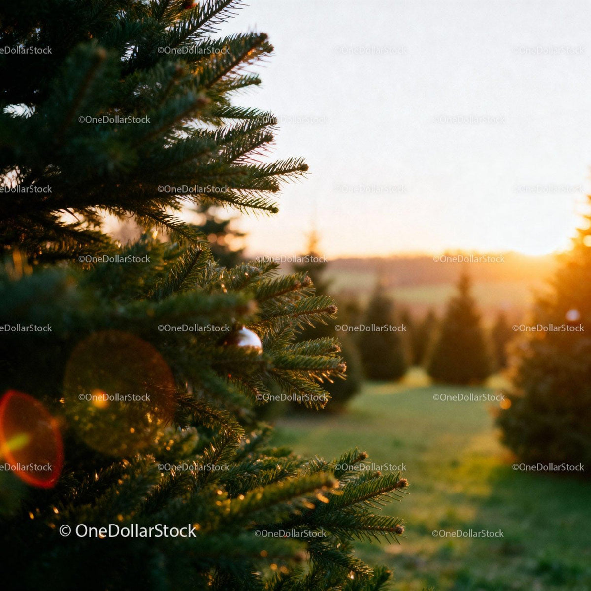 Evergreen trees glowing in warm sunset light