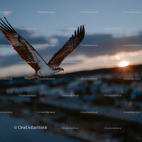 Sea Eagle in Flight against Sunset Sky