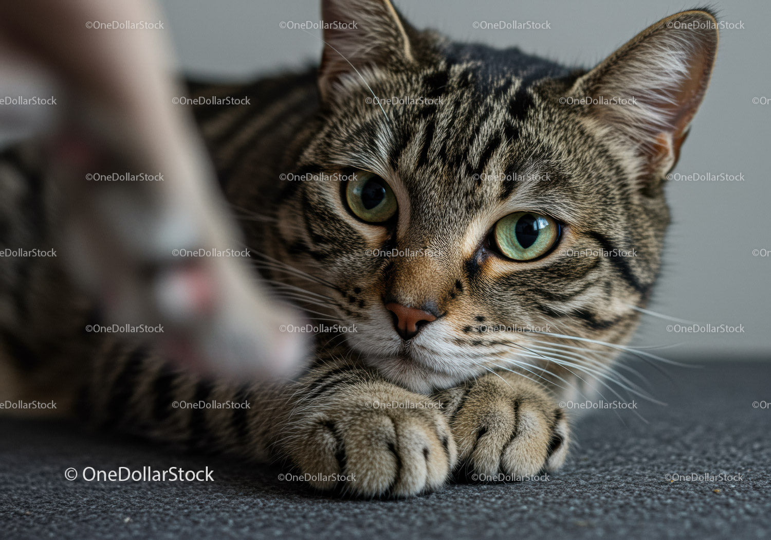 Closeup of a Tabby Cat Lying with Intense Green Eyes