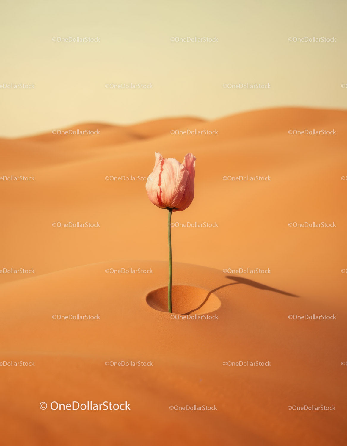 Single pink poppy blooming in desert sand dune