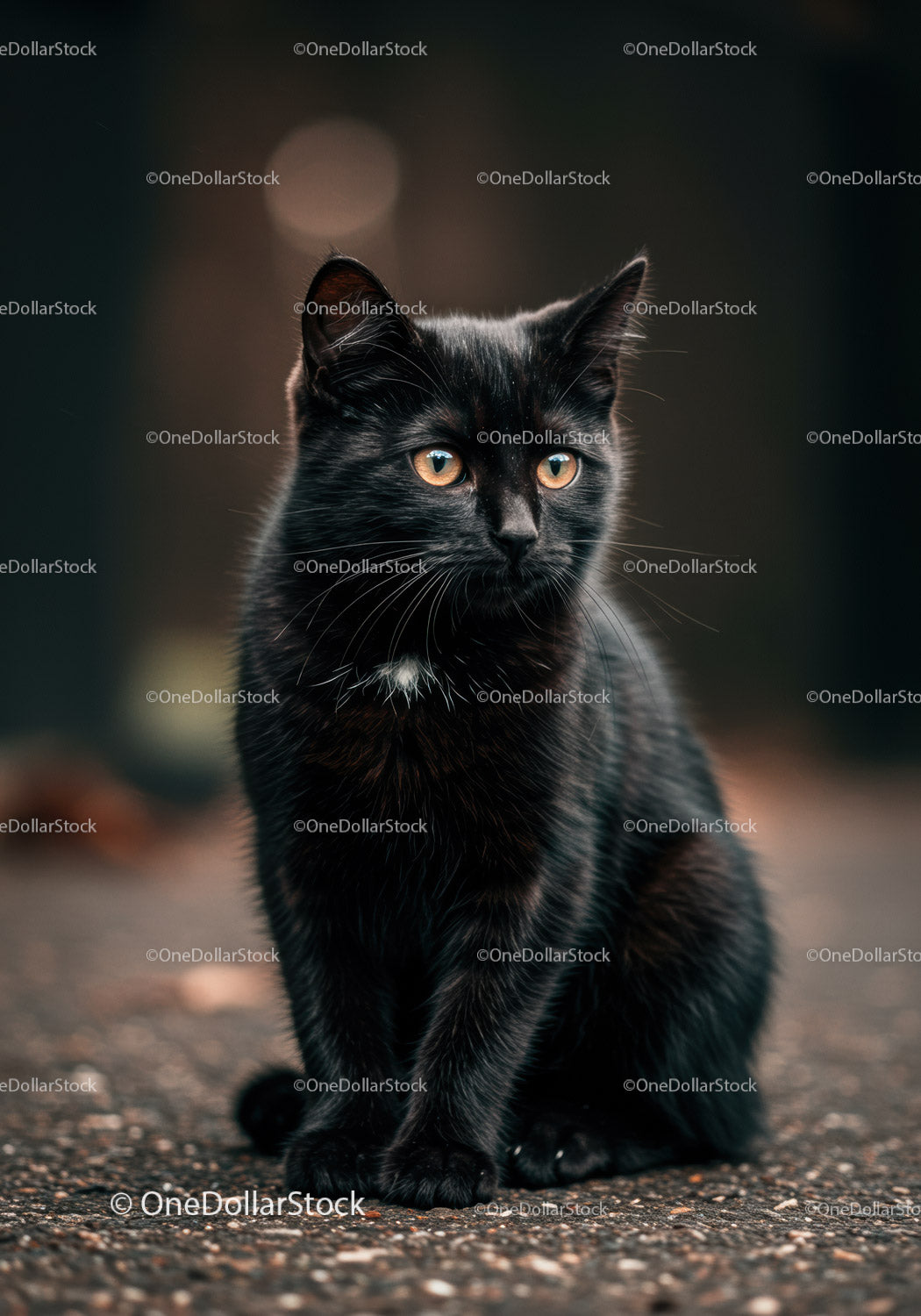 Black Cat with Amber Eyes Sitting on Pavement
