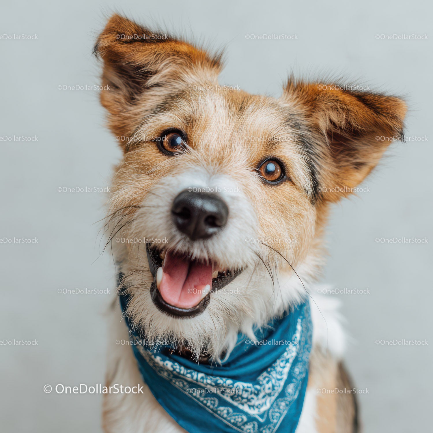Adorable Happy Dog Wearing Blue Bandana Looks Playful and Joyful