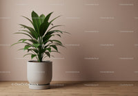 Green Indoor Foliage Plant in White Pot on Wooden Floor