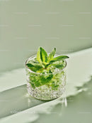 Refreshing Mint Cocktail with Crushed Ice in Glass