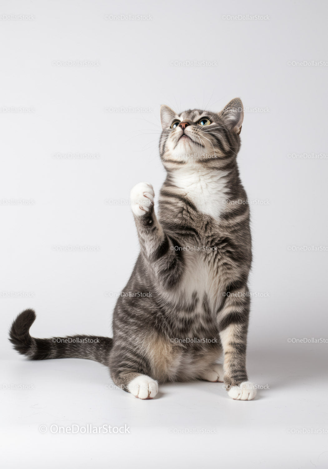 Curious Tabby Cat Raising Paw on White Background