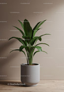 Large Green Tropical Fiddle Leaf Fig Plant in Modern Concrete Pot