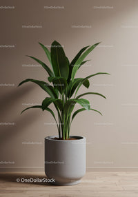 Large Green Tropical Fiddle Leaf Fig Plant in Modern Concrete Pot