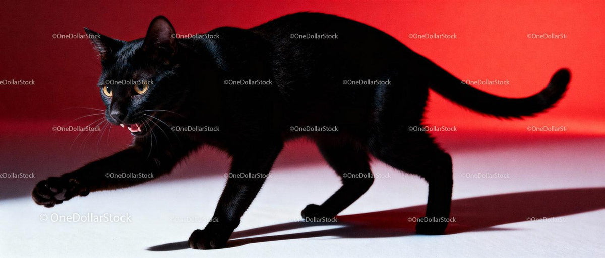 Black cat prowling with intense gaze on red background